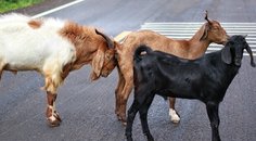 Připojištění k povinnému ručení – střet se zvěří Připojištění k povinnému ručení – střet se zvěří