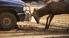 Pozor na mlhavá rána. Hrozí Vám srážka se zvěří Pozor na mlhavá rána. Hrozí Vám srážka se zvěří