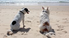 Pohlídejte psa a bydlete zadarmo. Vyzkoušejte dog sitting! Pohlídejte psa a bydlete zadarmo. Vyzkoušejte dog sitting!